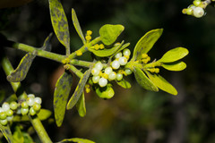 Phoradendron flavum