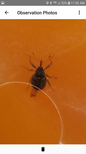 Pepper Weevil photo 2