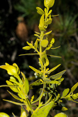 Phoradendron flavum