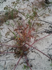 Dasispermum hispidum
