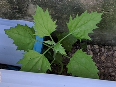 Blitum virgatum