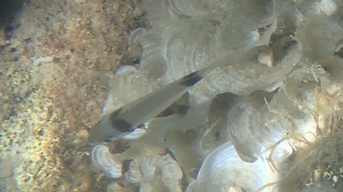 Diplodus vulgaris