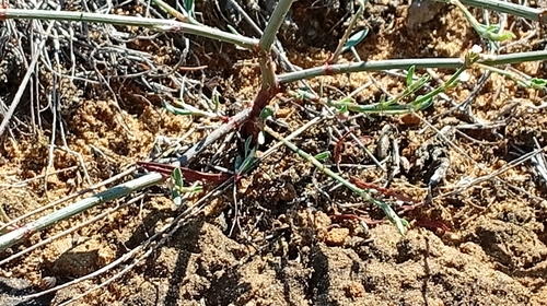 European knotweed