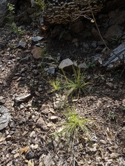 Piptochaetium fimbriatum