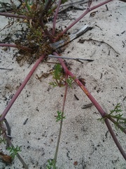 Dasispermum hispidum