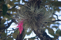 Tillandsia erubescens