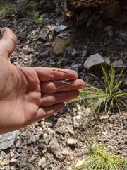 Piptochaetium fimbriatum