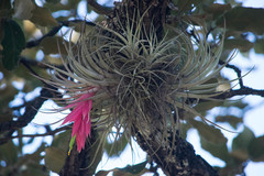Tillandsia erubescens