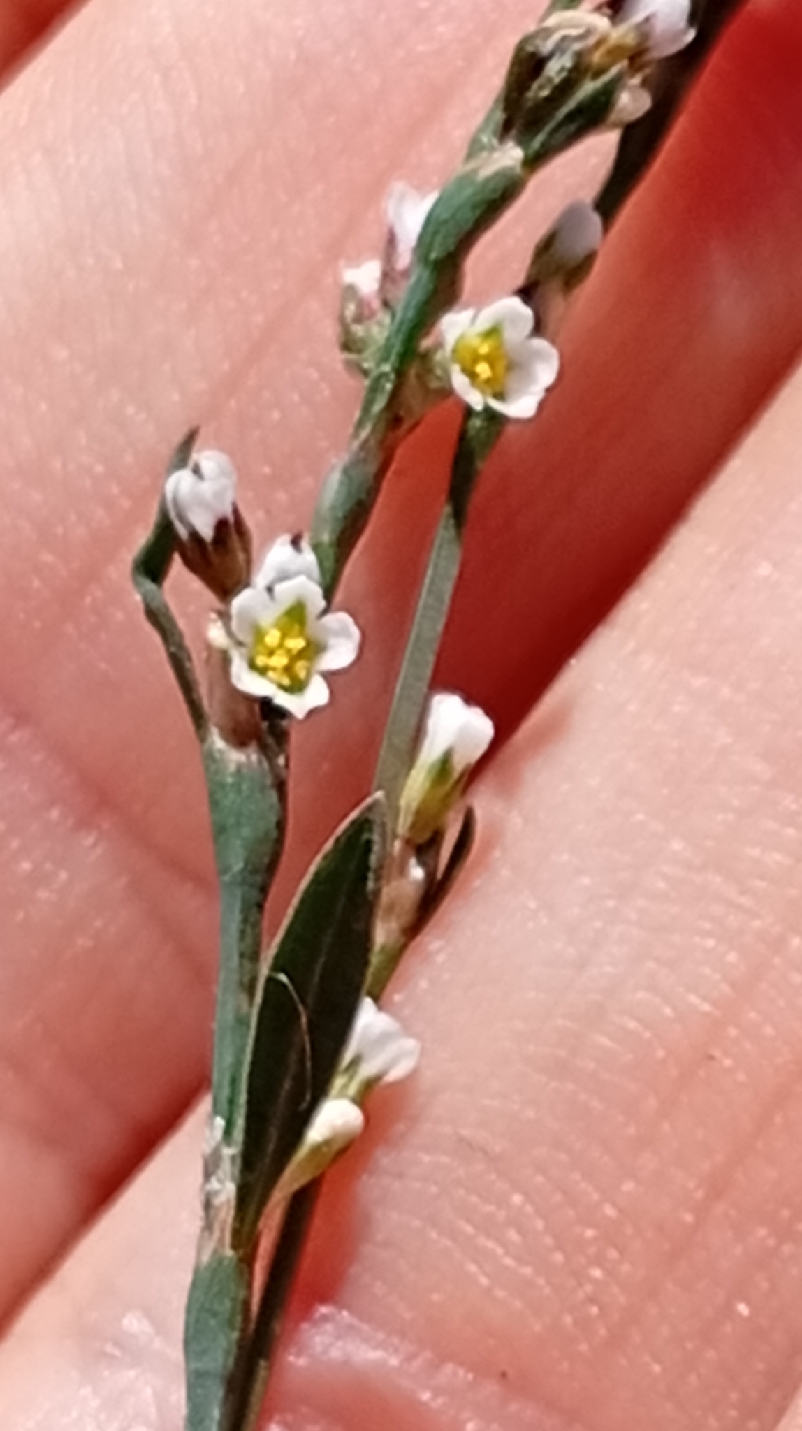 Lesser Red-Knotgrass (Polygonum arenarium)
