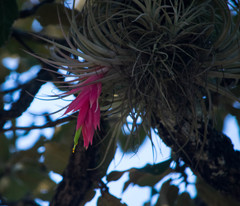 Tillandsia erubescens