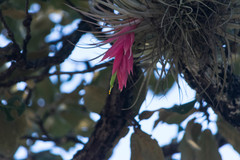 Tillandsia erubescens