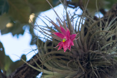 Tillandsia erubescens