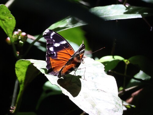 Euriphene atossa