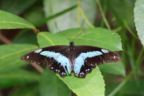 Fair-banded Malachite