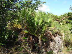 Acoelorraphe wrightii