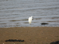 Little Egret