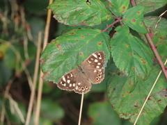 Speckled Wood