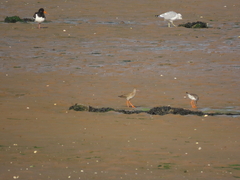 Common Redshank