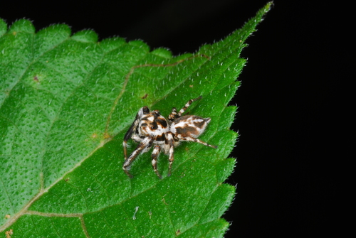 Hyllus acutus