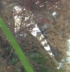 Clinocottus globiceps