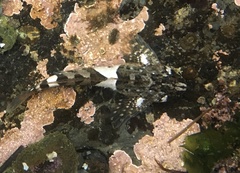 Clinocottus globiceps