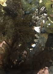 Clinocottus globiceps