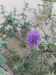 Monardella undulata