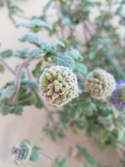 Monardella undulata