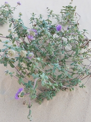 Monardella undulata