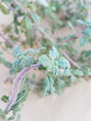 Monardella undulata