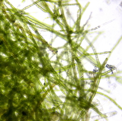 Bryophyta