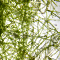 Bryophyta