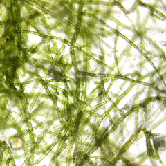 Bryophyta
