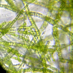 Bryophyta