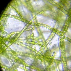Bryophyta