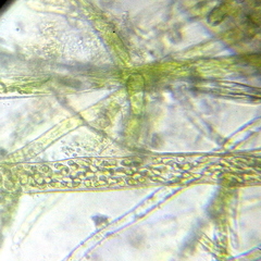 Bryophyta