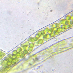 Bryophyta