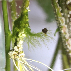 Bryophyta