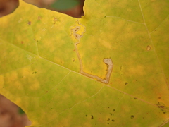 Stigmella aceris