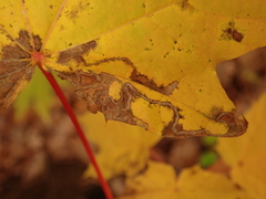 Stigmella aceris