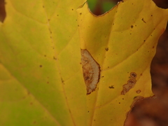 Phyllonorycter joannisi