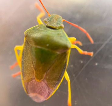 Piezodorus lituratus