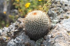 Mammillaria haageana