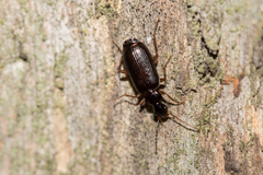 Dromius quadraticollis