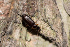 Dromius quadraticollis