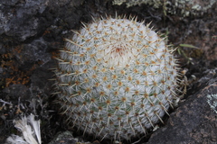 Mammillaria haageana