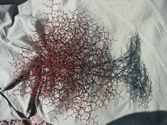 Eriogonum rixfordii