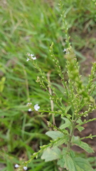Verbena carolina