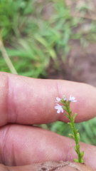 Verbena carolina