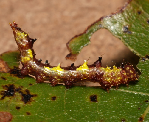 Pink Prominent photo 2